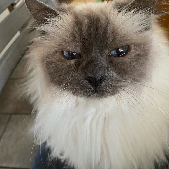 Meet your Posher, Stacy - Picture 2 of 2